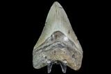 Fossil Megalodon Tooth - North Carolina #105017-2